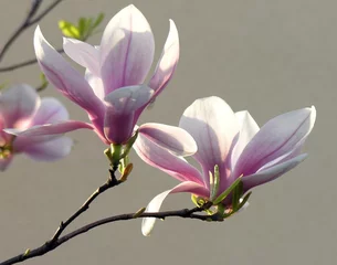 Door stickers Magnolia magnolia in blossom