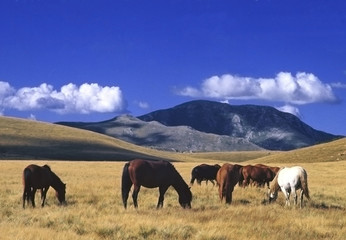 horse2