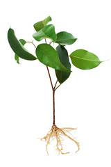 ficus tree seedling - 2951058