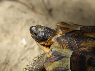 Tortoise