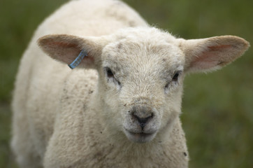 lamb