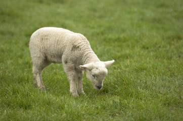 Obraz premium lamb