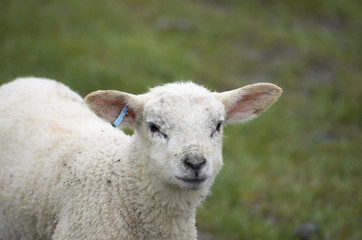 lamb