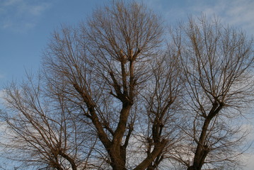 baumkrone