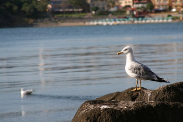 herring-gull on a rock