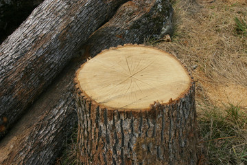 sawmill