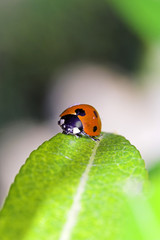 ladybug