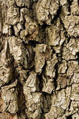 tree bark