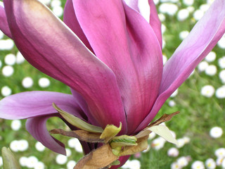 fleur de magnolia