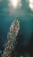 dead flower,old flower,flower,dead,spring,nature,f