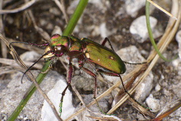 sandlaufkäfer ( cicindela campestris )