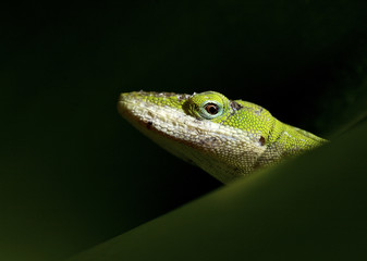 gecko face