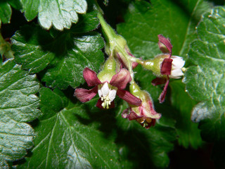 blüte einer jostabeere