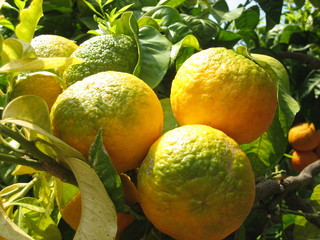 mandarines