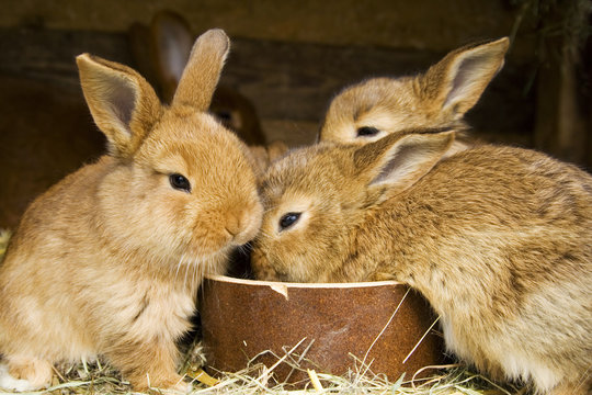 small rabbits - feeding time