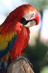 macaw bird