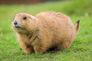 black tailed prairie marmot