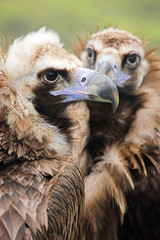eurasian black vulture (aegypius monachus)