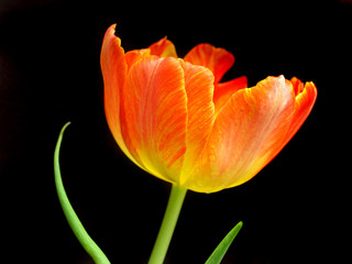 Fototapeta premium tulip opening