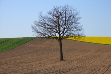 baum