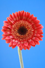 bright