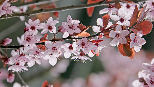 cerisier fleurissant 1
