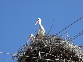 stork