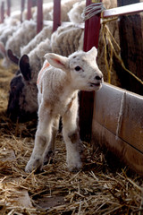 lambing time © Gail Johnson