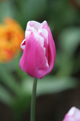 nahaufnahme tulpe