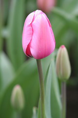 rosa tulpen