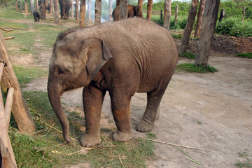 Naklejka premium elephant in chitwan park