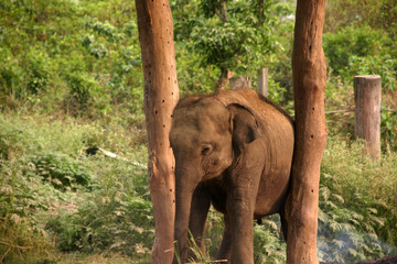 Fototapeta na wymiar Słoń w chitwan parku