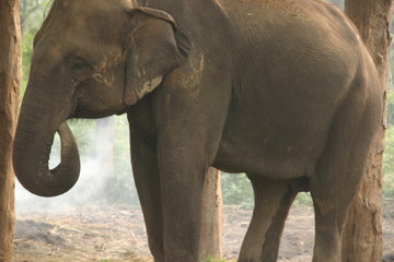 Fototapeta na wymiar elephants in chitwan