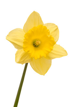 daffodil over white