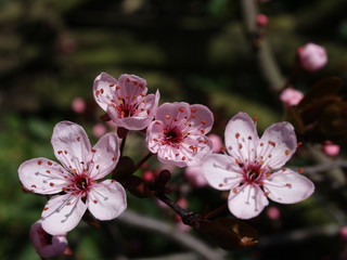 blutpflaumen blüten