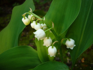 Brin de muguet