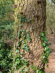 portrait of tree and ivy