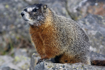 posing marmot