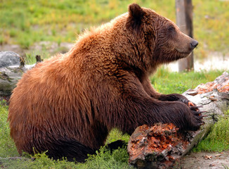grizzly bear in alaska