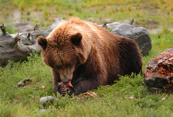 Obraz na płótnie Canvas Nied¼wied¼ grizzly na Alasce