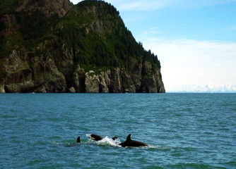 killer whales in alaska