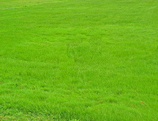 Naklejka na ściany i meble green grass