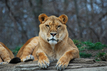 Obraz na płótnie Canvas lionness w Afryce