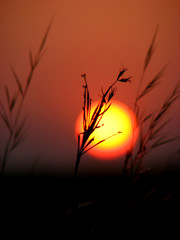 Obraz premium the grass sun