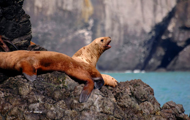 stellar sea lions in alaska