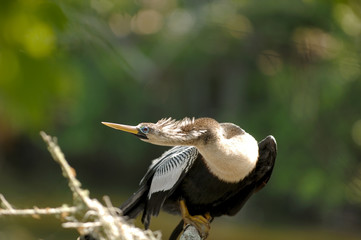 anhinga female bird - amelia island, florida