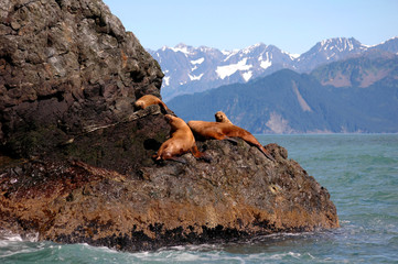 stellar sea lions in alaska