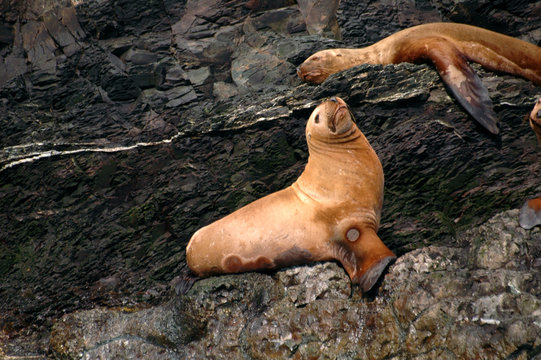 Stellar Sea Lions In Alaska