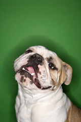 english bulldog smiling on green background.