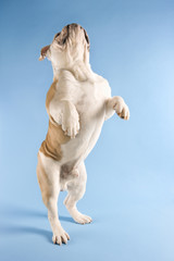 Obraz na płótnie Canvas english bulldog standing on hind legs,